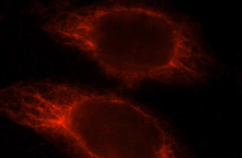 Immunofluorescent analysis of Hela cells, using RASSF6 antibody Catalog No:114483 at 1:25 dilution and Rhodamine-labeled goat anti-rabbit IgG (red).