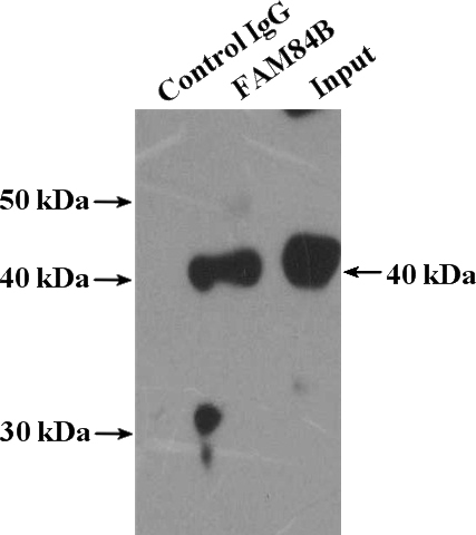 IP Result of anti-FAM84B (IP:Catalog No:110602, 4ug; Detection:Catalog No:110602 1:300) with HUVEC cells lysate 3600ug.