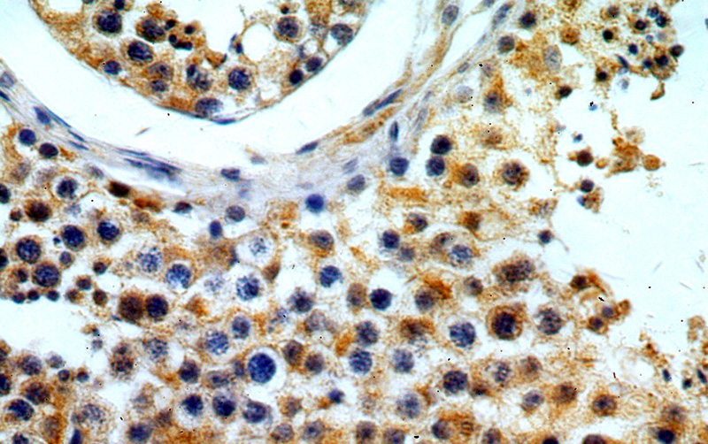 Immunohistochemical of paraffin-embedded human testis using Catalog No:110797(FUT10 antibody) at dilution of 1:100 (under 40x lens)