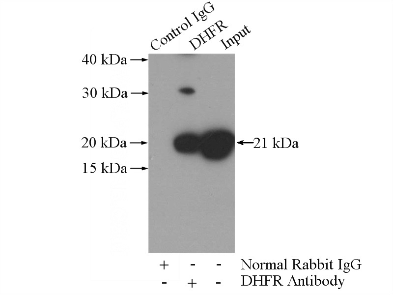 IP Result of anti-DHFR (IP:Catalog No:109917, 3ug; Detection:Catalog No:109917 1:500) with Raji cells lysate 2000ug.