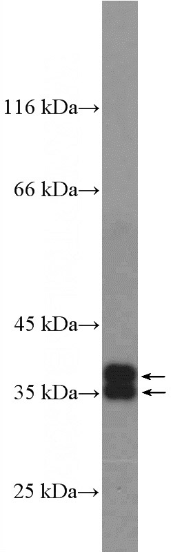 mouse heart tissue were subjected to SDS PAGE followed by western blot with Catalog No:108047(AQP4 antibody) at dilution of 1:1000