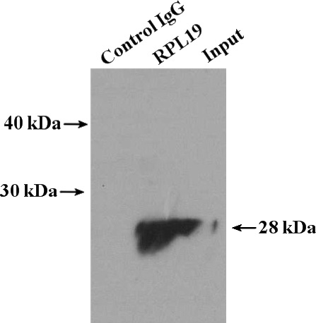 IP Result of anti-RPL19 (IP:Catalog No:114875, 4ug; Detection:Catalog No:114875 1:500) with HeLa cells lysate 4000ug.
