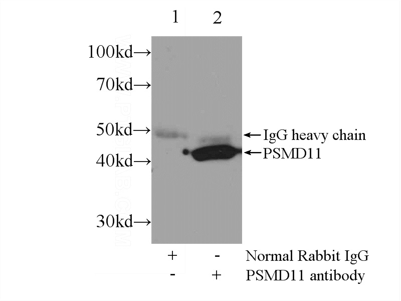 IP Result of anti-PSMD11 (IP:Catalog No:114394, 3ug; Detection:Catalog No:114394 1:500) with MCF-7 cells lysate 2000ug.