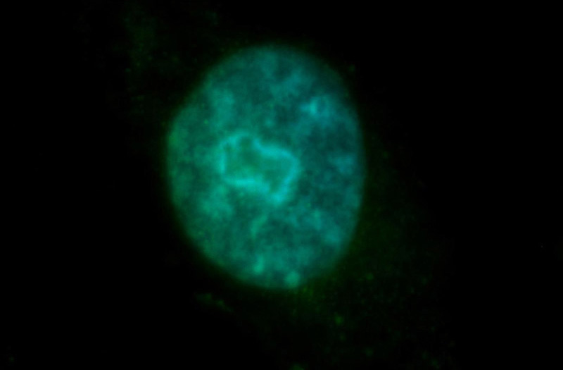 Immunofluorescent analysis of HepG2 cells, using NONO antibody Catalog No:113302 at 1:100 dilution and FITC-labeled donkey anti-rabbit IgG(green). Blue pseudocolor = DAPI (fluorescent DNA dye).