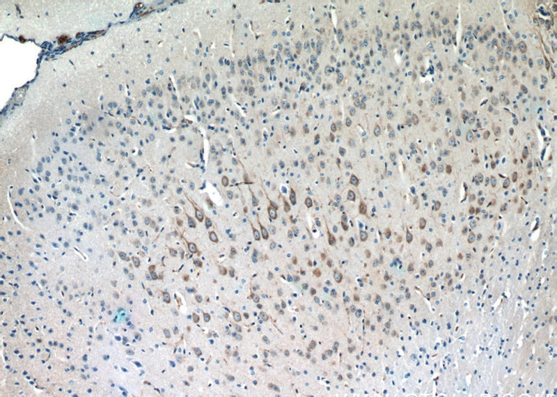 Immunohistochemistry of paraffin-embedded mouse brain tissue slide using Catalog No:112472(MAP1B Antibody) at dilution of 1:50 (under 10x lens)