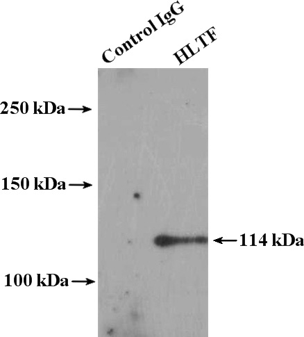 IP Result of anti-HLTF (IP:Catalog No:111434, 4ug; Detection:Catalog No:111434 1:500) with HeLa cells lysate 2400ug.