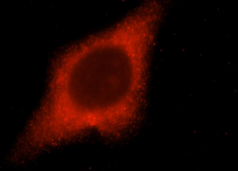 Immunofluorescent analysis of HepG2 cells, using LACTB2 antibody Catalog No:112265 at 1:25 dilution and Rhodamine-labeled goat anti-rabbit IgG (red).