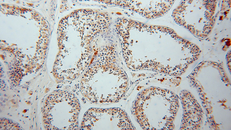 Immunohistochemical of paraffin-embedded human testis using Catalog No:111186(GSTM3 antibody) at dilution of 1:100 (under 10x lens)
