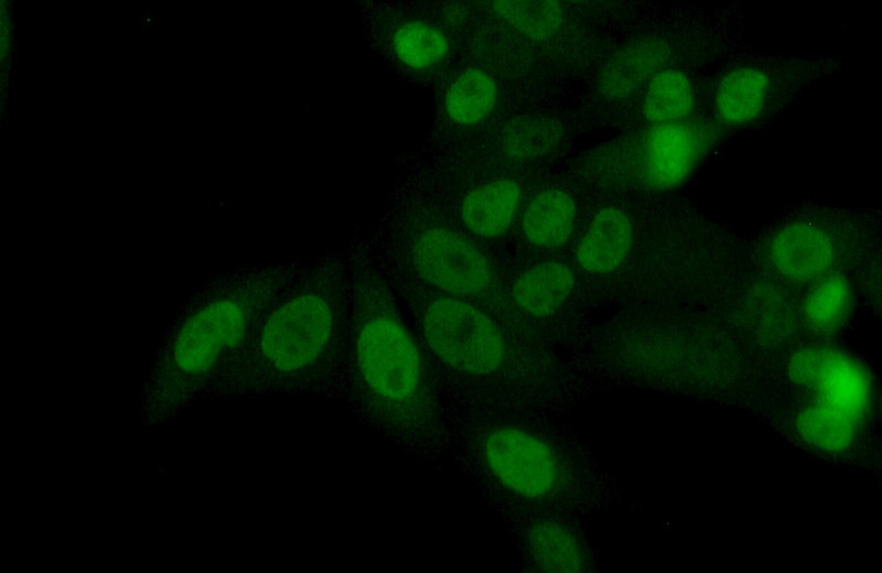 Immunofluorescent analysis of (10% Formaldehyde) fixed HeLa cells using Catalog No:110896(GBX2 Antibody) at dilution of 1:50 and Alexa Fluor 488-congugated AffiniPure Goat Anti-Rabbit IgG(H+L)