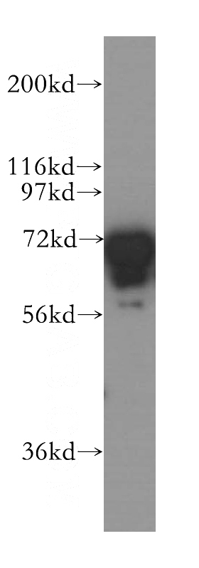 K-562 cells were subjected to SDS PAGE followed by western blot with Catalog No:110732(FMR1 antibody) at dilution of 1:500