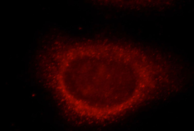 Immunofluorescent analysis of HepG2 cells, using MAP1LC3A antibody Catalog No:112165 at 1:25 dilution and Rhodamine-labeled goat anti-rabbit IgG (red).