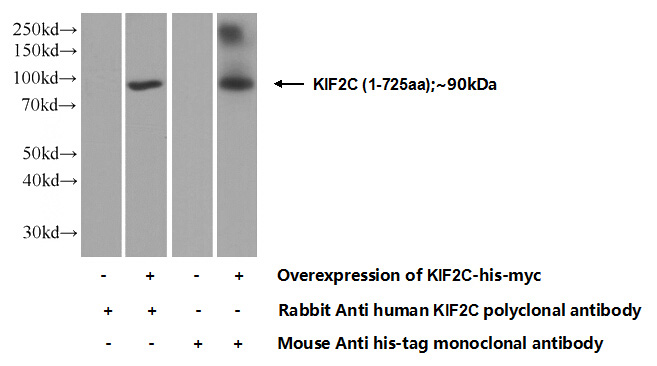 Transfected HEK-293 cells were subjected to SDS PAGE followed by western blot with Catalog No:112012(KIF2C Antibody) at dilution of 1:1000