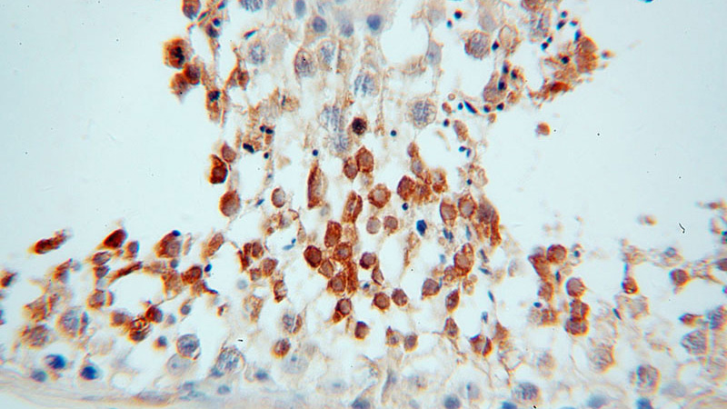 Immunohistochemical of paraffin-embedded human testis using Catalog No:113475(PABPC3 antibody) at dilution of 1:50 (under 40x lens)