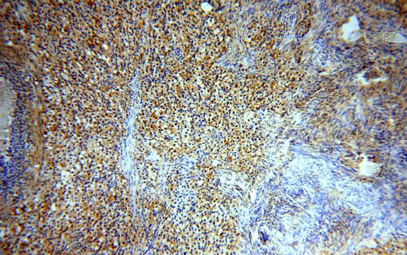 Immunohistochemical of paraffin-embedded human ovary using Catalog No:108978(CCDC51 antibody) at dilution of 1:100 (under 10x lens)
