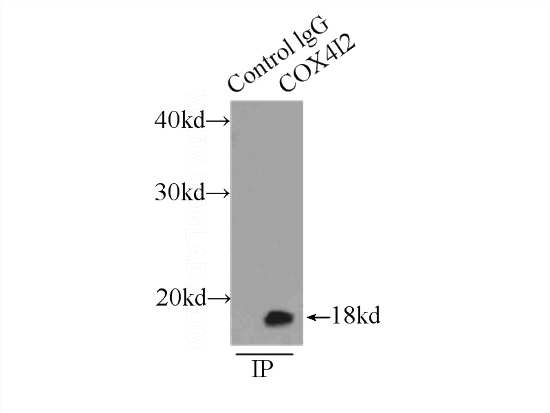 IP Result of anti-COX4I2 (IP:Catalog No:117309, 3ug; Detection:Catalog No:117309 1:1000) with HepG2 cells lysate 8000ug.