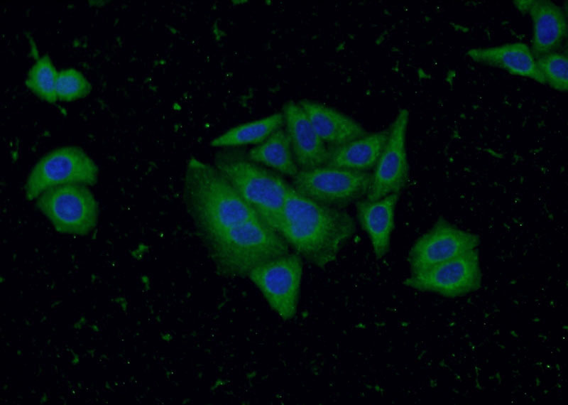 Immunofluorescent analysis of HepG2 cells using Catalog No:107069(ATF4 Antibody) at dilution of 1:50 and Alexa Fluor 488-congugated AffiniPure Goat Anti-Mouse IgG(H+L)