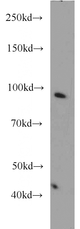 HeLa cells were subjected to SDS PAGE followed by western blot with Catalog No:113469(POU2F1 antibody) at dilution of 1:1000
