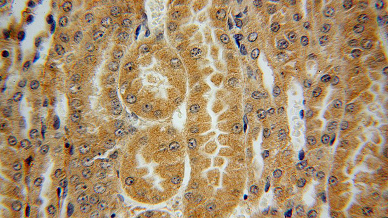 Immunohistochemical of paraffin-embedded human kidney using Catalog No:111801(INHBB antibody) at dilution of 1:50 (under 40x lens)