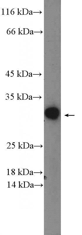 mouse cerebellum tissue were subjected to SDS PAGE followed by western blot with Catalog No:114647(RGS4 Antibody) at dilution of 1:600