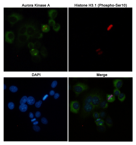 Immunofluorescent analysis of Hela cells labeled with Aurora Kinase A(168255,dilution 1:50) mouse mAb (green) and Histone H3.1 (Phospho-Ser10)(310045,dilution 1:100) Rabbit pAb (red). DAPI was used to stain nucleus(blue).