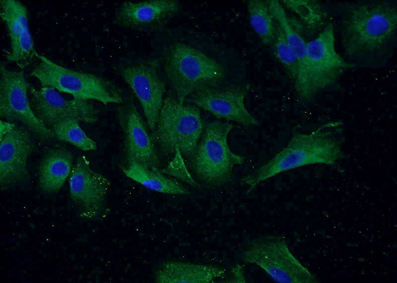 Immunofluorescent analysis of A549 cells using Catalog No:116495(TUSC2 Antibody) at dilution of 1:50 and Alexa Fluor 488-congugated AffiniPure Goat Anti-Rabbit IgG(H+L)