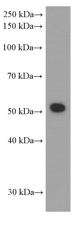 K-562 cells were subjected to SDS PAGE followed by western blot with Catalog No:107070(ATG5 Antibody) at dilution of 1:1000