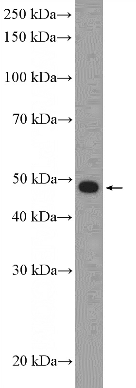 HL-60 cells were subjected to SDS PAGE followed by western blot with Catalog No:111375(HDAC3 Antibody) at dilution of 1:1000