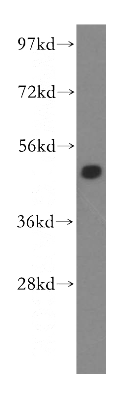 MCF7 cells were subjected to SDS PAGE followed by western blot with Catalog No:110358(ERGIC3 antibody) at dilution of 1:500