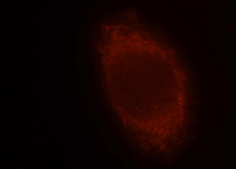 Immunofluorescent analysis of Hela cells, using MGAT1 antibody Catalog No:112535 at 1:25 dilution and Rhodamine-labeled goat anti-rabbit IgG (red).