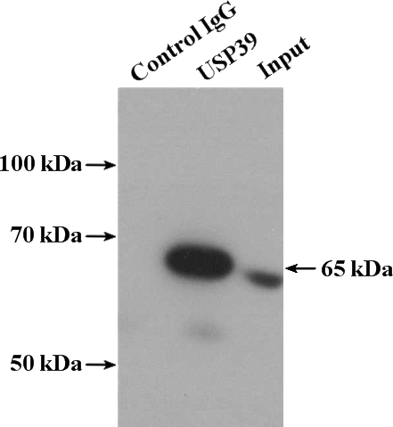 IP Result of anti-USP39 (IP:Catalog No:116681, 4ug; Detection:Catalog No:116681 1:1000) with K-562 cells lysate 3200ug.