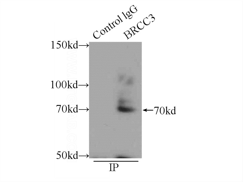 IP Result of anti-BRCC3 (IP:Catalog No:117226, 4ug; Detection:Catalog No:117226 1:400) with mouse heart tissue lysate 4000ug.