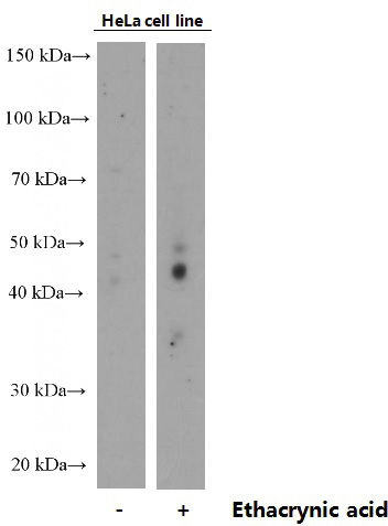 Untreated and ethacrynic acid treated HeLa cells were subjected to SDS PAGE followed by western blot with Catalog No:107470 (phospho(409/410)-TDP43 Antibody) at dilution of 1:850
