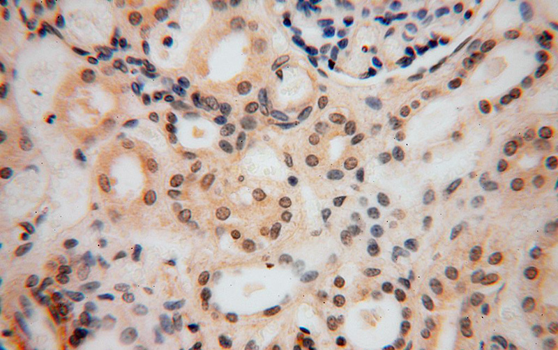 Immunohistochemical of paraffin-embedded human kidney using Catalog No:116677(UCKL1 antibody) at dilution of 1:100 (under 40x lens)