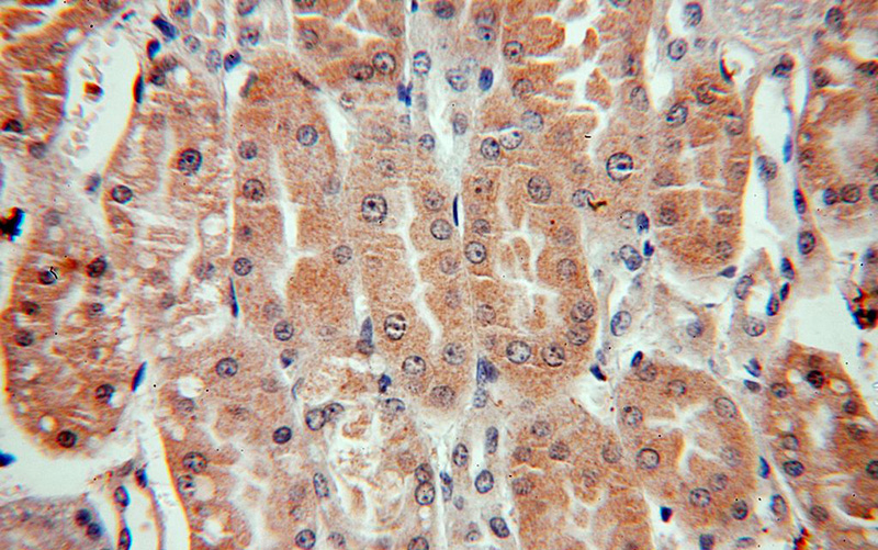 Immunohistochemical of paraffin-embedded human kidney using Catalog No:115567(SPHK2 antibody) at dilution of 1:50 (under 40x lens)