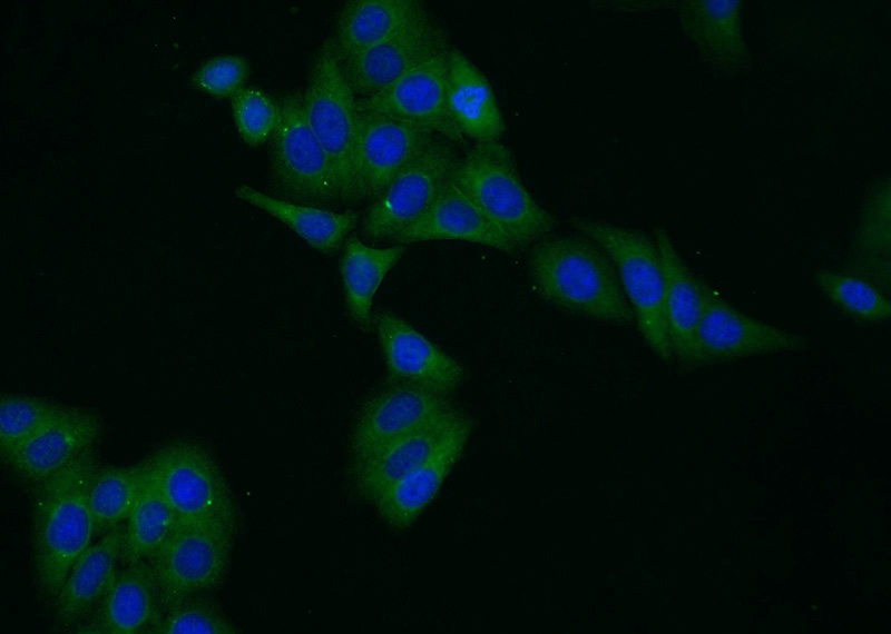 Immunofluorescent analysis of HepG2 cells using Catalog No:110622(FTL Antibody) at dilution of 1:25 and Alexa Fluor 488-congugated AffiniPure Goat Anti-Rabbit IgG(H+L)