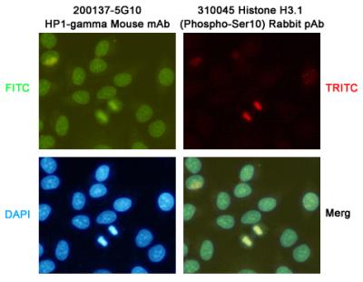 Immunocytochemistry staining of HeLa cells fixed with -20u2103 Methanol and using HP1-gamma (168133,dilution 1:200) mouse mAb (green) and Histone H3.1 (Phospho-Ser10)(310045,dilution 1:200) Rabbit pAb (red). DAPI was used to stain nucleus(blue).