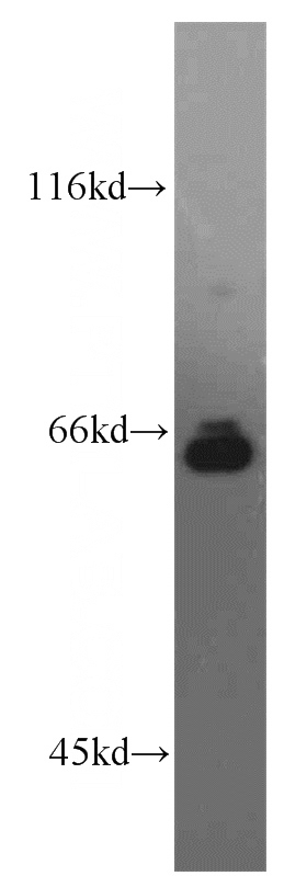 HeLa cells were subjected to SDS PAGE followed by western blot with Catalog No:111833(IRF2BP1 antibody) at dilution of 1:800