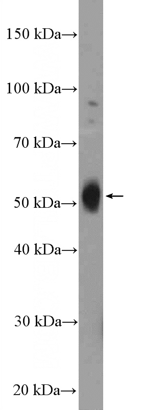 fetal human brain tissue were subjected to SDS PAGE followed by western blot with Catalog No:115614(SSTR3 Antibody) at dilution of 1:100