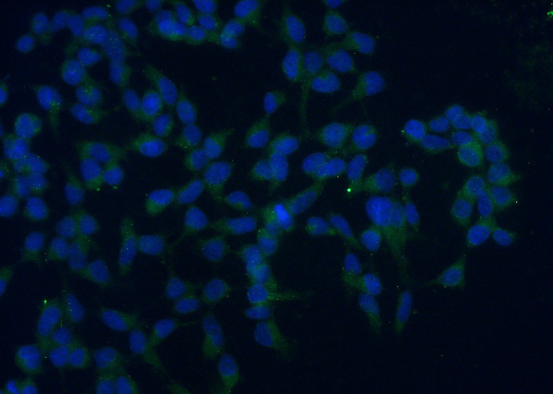 Immunofluorescent analysis of (-20oc Ethanol) fixed HEK-293 cells using Catalog No:115980(TAF15 Antibody) at dilution of 1:50 and Alexa Fluor 488-congugated AffiniPure Goat Anti-Rabbit IgG(H+L)