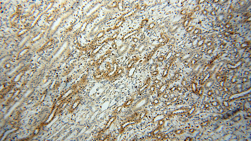 Immunohistochemical of paraffin-embedded human kidney using Catalog No:114917(RPS9 antibody) at dilution of 1:100 (under 10x lens)