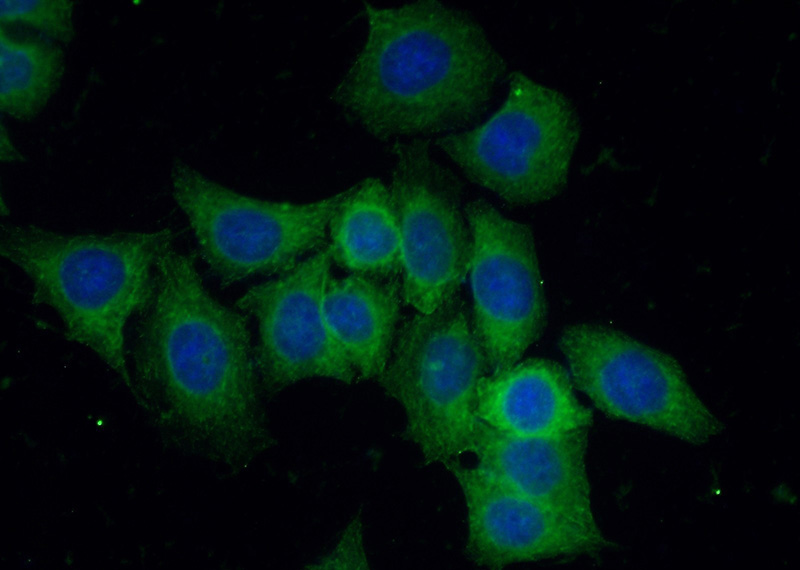 Immunofluorescent analysis of (-20oc Ethanol) fixed HeLa cells using Catalog No:109392(CLIP1 Antibody) at dilution of 1:100 and Alexa Fluor 488-congugated AffiniPure Goat Anti-Rabbit IgG(H+L)
