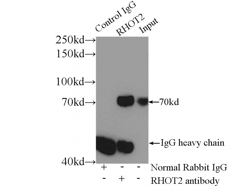 IP Result of anti-RHOT2 (IP:Catalog No:114664, 3ug; Detection:Catalog No:114664 1:500) with L02 cells lysate 1560ug.