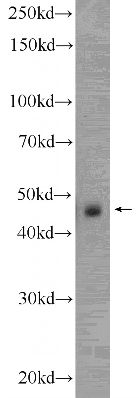 HEK-293 cells were subjected to SDS PAGE followed by western blot with Catalog No:117073(AURKA Antibody) at dilution of 1:600