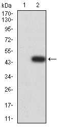 Fig2: Western blot analysis of XRN2 on HEK293 (1) and XRN2-hIgGFc transfected HEK293 (2) cell lysate using anti-XRN2 antibody at 1/1,000 dilution.