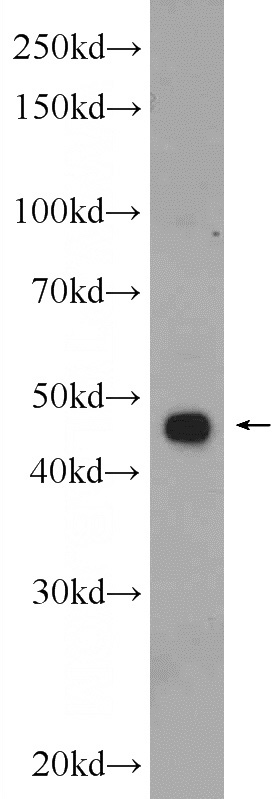 C6 cells were subjected to SDS PAGE followed by western blot with Catalog No:115208(SERPINE2 Antibody) at dilution of 1:600