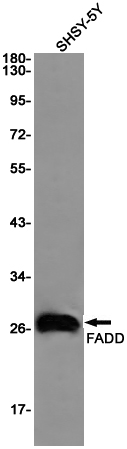 Western blot detection of FADD in SHSY-5Y cell lysates using FADD Rabbit pAb(1:1000 diluted).Predicted band size:23KDa.Observed band size:28KDa.
