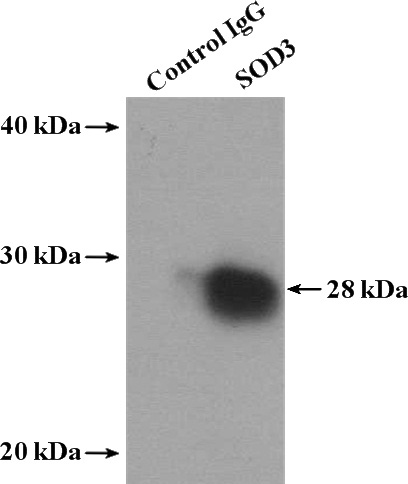 IP Result of anti-SOD3 (IP:Catalog No:115494, 4ug; Detection:Catalog No:115494 1:1000) with human placenta tissue lysate 2800ug.
