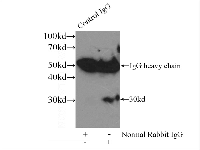 IP Result of anti-CTSK (IP:Catalog No:108893, 3ug; Detection:Catalog No:108893 1:500) with ROS1728 cells lysate 3200ug.