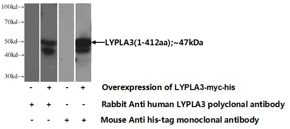 Transfected HEK-293 cells were subjected to SDS PAGE followed by western blot with Catalog No:112410(PLA2G15 Antibody) at dilution of 1:1000