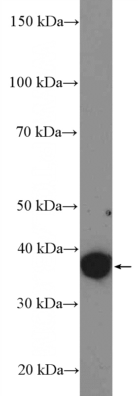 MDA-MB-453s cells were subjected to SDS PAGE followed by western blot with Catalog No:113674(PDGFC Antibody) at dilution of 1:300